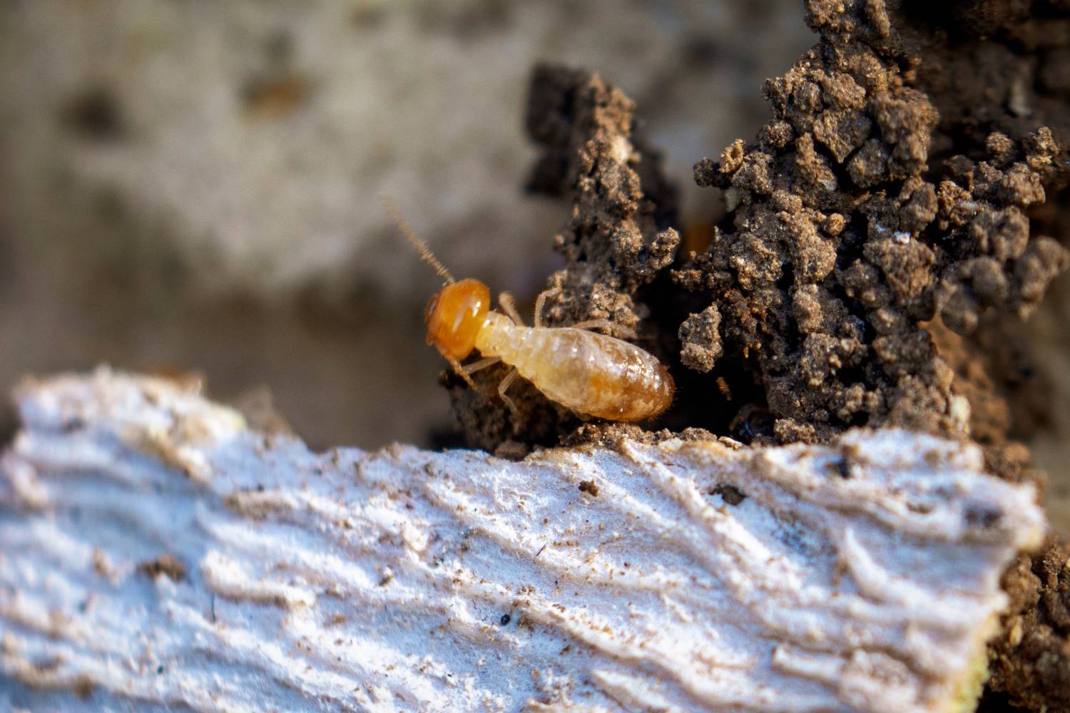 can termites survive fumigation 1
