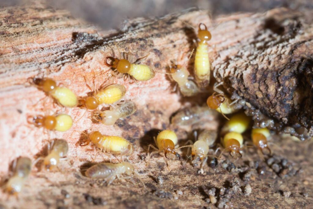 can termites survive fumigation