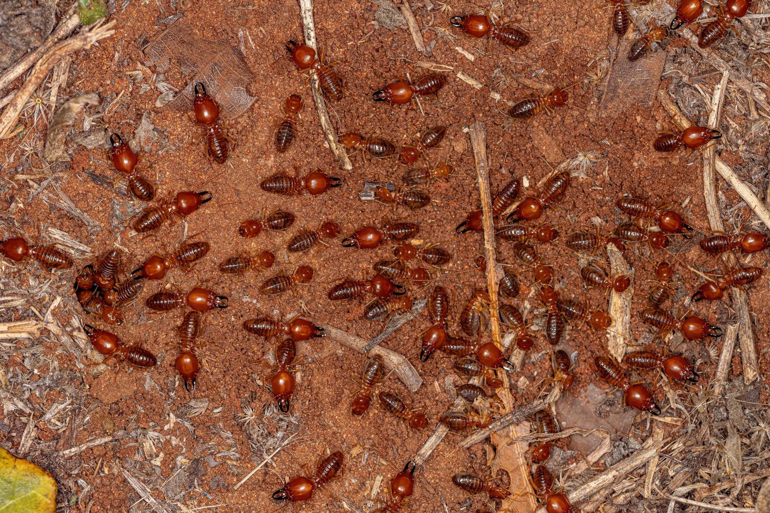 can termites survive fumigation 2